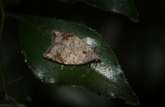 Zonopetala paroospila