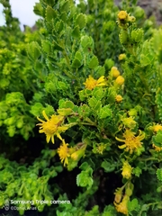 Monticalia arbutifolia