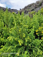 Monticalia arbutifolia