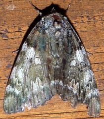 Catocala lacrymosa