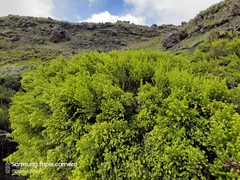 Monticalia arbutifolia