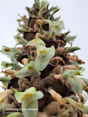 Puya glomerifera