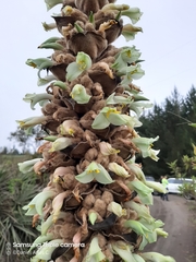 Puya glomerifera