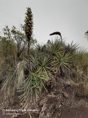 Puya glomerifera
