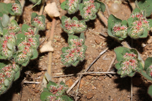 Caliche Sandmat (Euphorbia velleriflora)
