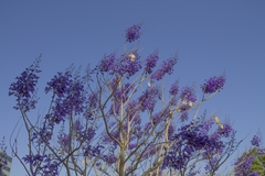 Jacaranda brasiliana