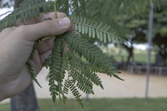 Jacaranda brasiliana