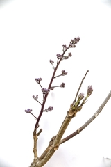 Jacaranda brasiliana