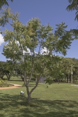Jacaranda brasiliana