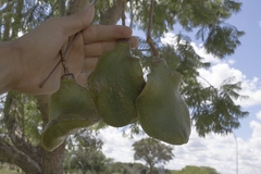 Jacaranda brasiliana