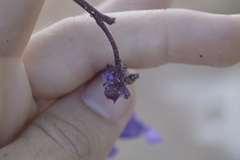 Jacaranda brasiliana