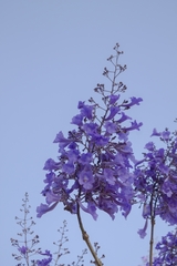 Jacaranda brasiliana