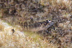 Redigobius macrostoma