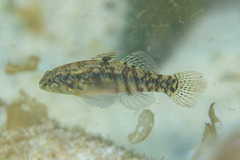 Redigobius macrostoma