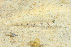 Favonigobius exquisitus