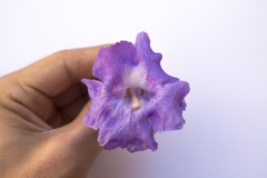 Jacaranda brasiliana