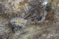 Bathygobius krefftii