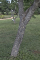 Jacaranda brasiliana