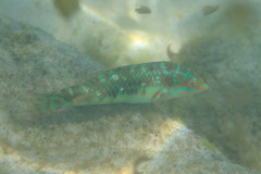 Halichoeres margaritaceus