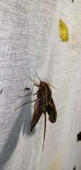 Xylophanes ceratomioides
