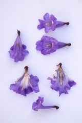Jacaranda brasiliana