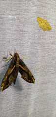 Xylophanes ceratomioides