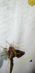 Xylophanes ceratomioides