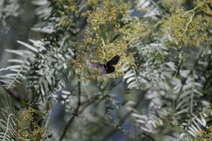 Melanis acroleuca acroleuca