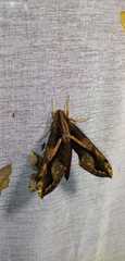 Xylophanes ceratomioides