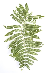 Jacaranda brasiliana