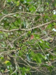 Trichonephila clavata