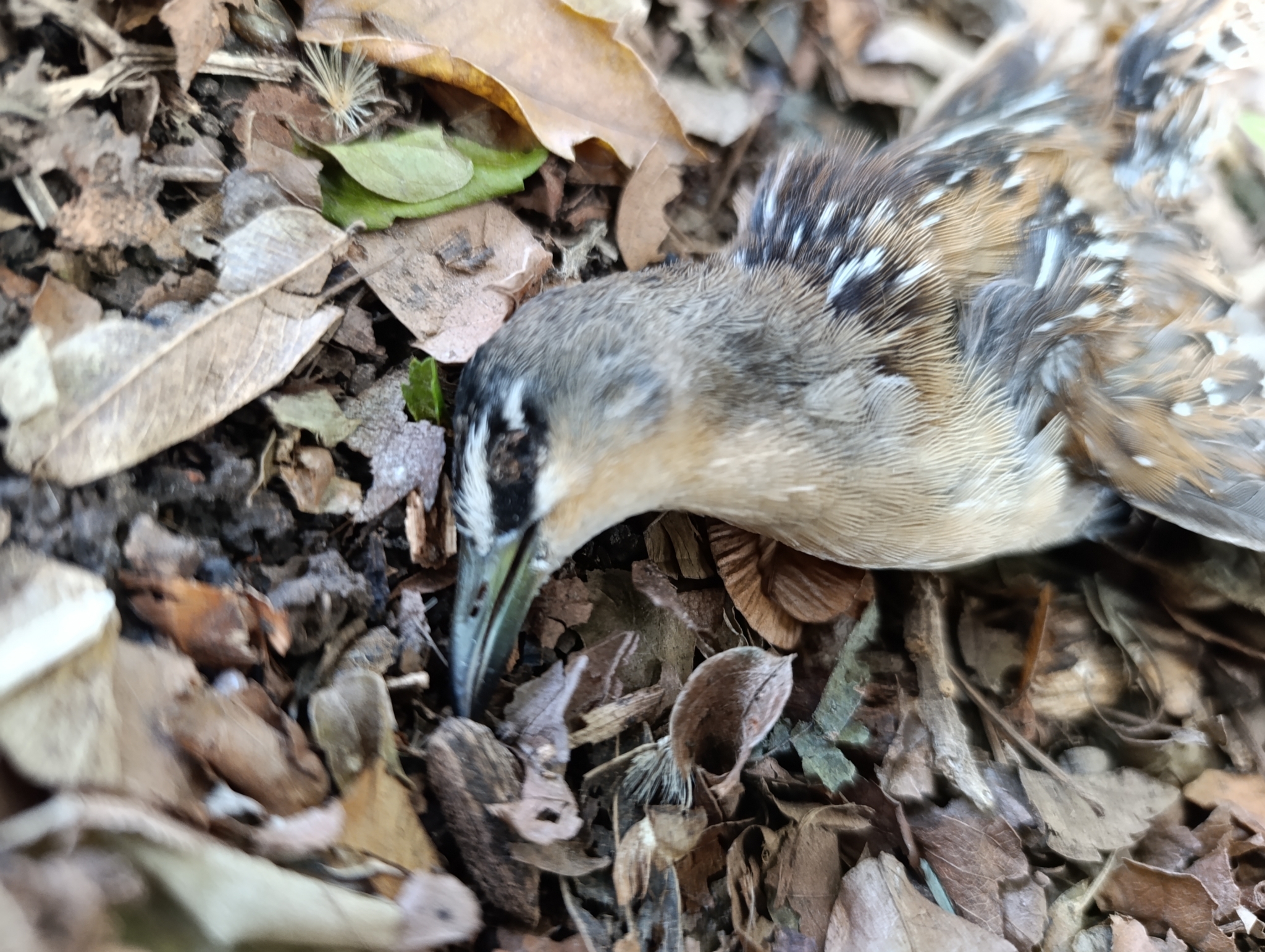Yellow-breasted Crake (Laterallus flaviventer)