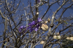 Jacaranda cuspidifolia