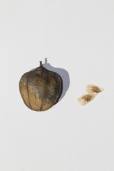 Jacaranda cuspidifolia