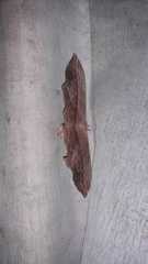 Lonomia columbiana