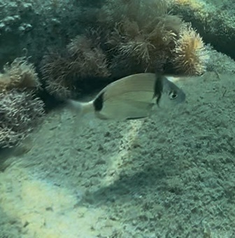 Diplodus vulgaris