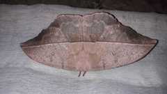 Lonomia columbiana