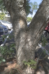 Jacaranda cuspidifolia