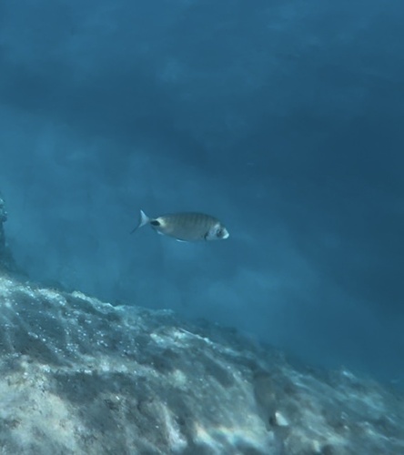 Diplodus sargus