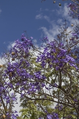 Jacaranda cuspidifolia