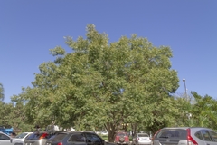 Jacaranda cuspidifolia