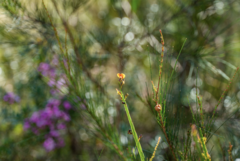Bossiaea scolopendria