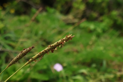 Ischaemum aristatum observed 2025-08-12