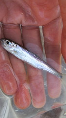 Notropis telescopus