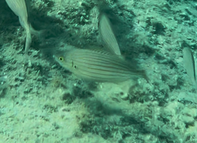 Sarpa salpa