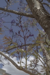 Jacaranda cuspidifolia