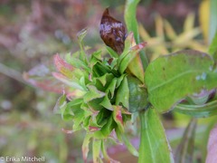 Rhopalomyia capitata