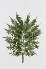 Jacaranda cuspidifolia