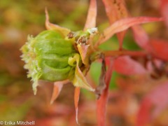Rhopalomyia capitata
