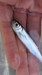 Notropis telescopus
